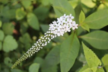 野の花