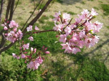 ウチノ海公園　桜