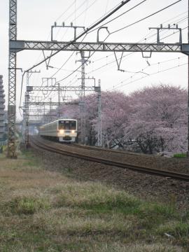 小田急線とさくら