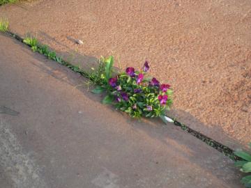 鉄板の花拡大