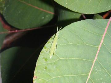 愛知 外構