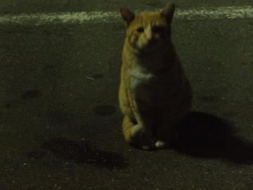 ねこ