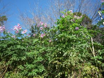 ダリア　草花