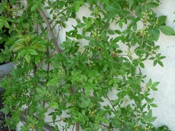 つる性植物　緑のカーテン