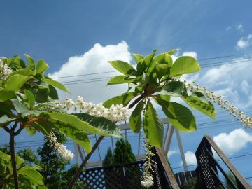 リョウブ　花　パーゴラ