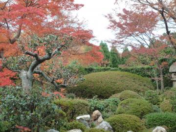 紅葉　庭