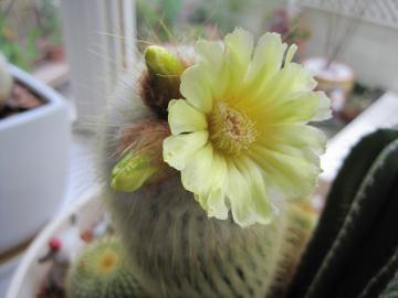 サボテンの花・開花、一日目