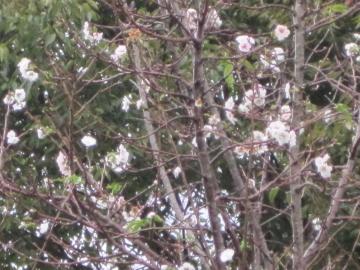 桜～♪