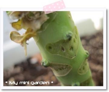 庭で期待の芽キャベツ！！