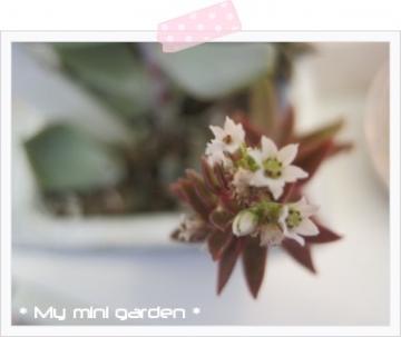 多肉の花~*