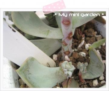 多肉の芽~*
