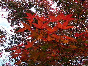 ヤマモミジ 紅葉