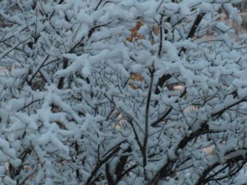 雪1