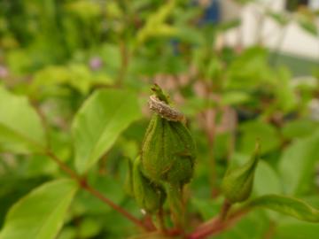 アブラムシハンター　ヒラタアブの幼虫