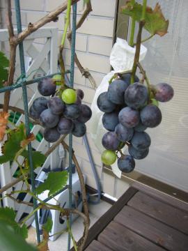 葡萄の収穫