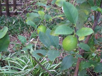 シンボルツリー　レモン　エクステリア横浜：神奈川県・東京都の植栽を含めました外構専門業