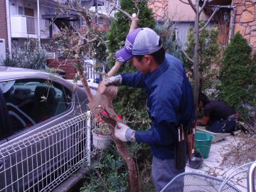 オリーブの虫害対応工事　：「エクステリア横浜」　植栽工事を含めました外構専門業