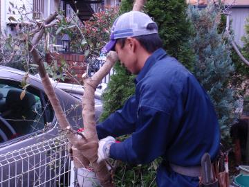 オリーブの虫害対応工事　：「エクステリア横浜」　植栽工事を含めました外構専門業