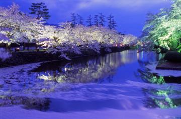 上杉神社の夜桜