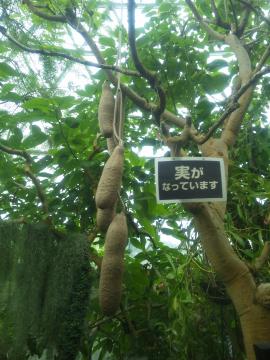 新潟県立植物園１０