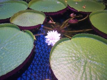 新潟県立植物園１２