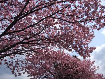 桜の舞うみち５