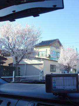 高岡の桜