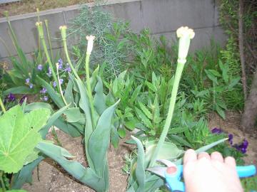 チューリップの花後管理について 造園屋2代目 ハッピーガーデンのブログ