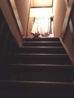 階段猫