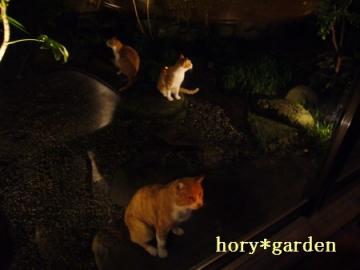 京の和庭に映える猫ですねぇ