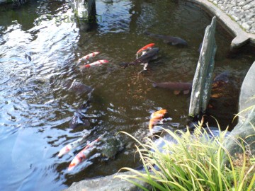 鯉は大好き、赤い鯉ならなおさら好き、今シーズンも頑張れ～！！！
