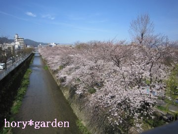 天神側沿いの桜