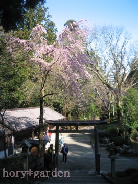 金峯神社の枝垂れも綺麗ね♪