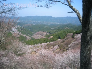 吉野杉があるから…桜の色が映えるんやね。