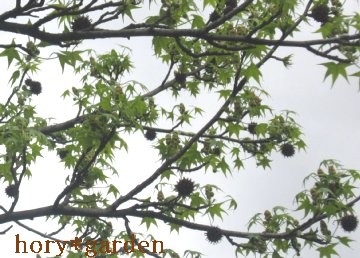 モミジバフウの実と新緑の葉
