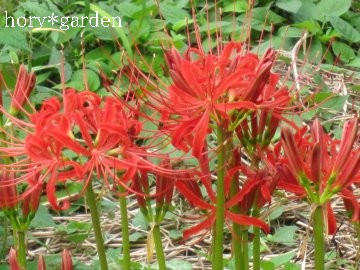 朱赤の花色が目に鮮やか～