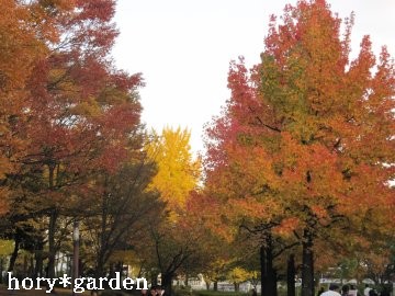 色んな樹木の紅葉