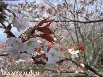 白山桜の新芽の赤が何とも美しい♪
