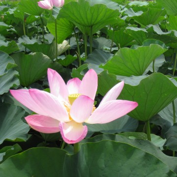 花托があるものばかりだと思ってたの、こんな風に。