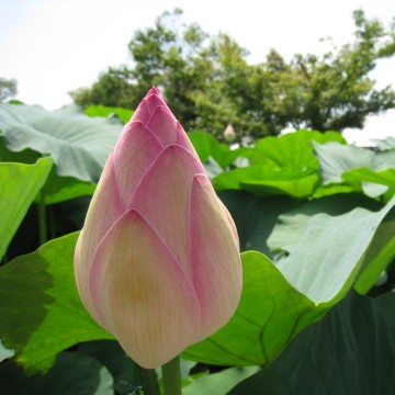 花弁の重なりがとてつもなく美しい。