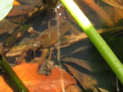 あぁ、ザリガニがピンボケしてる…スルメで釣って遊びたい…（笑）