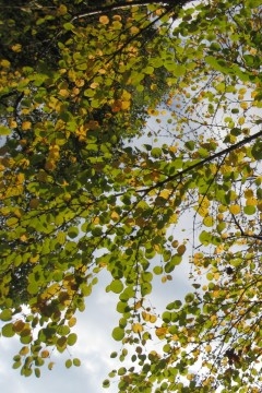 なんかね、葉っぱがまるいから、空に水玉で絵を描いたみたいだよね！