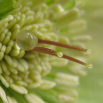 丸くって、花粉が混じった水滴は綺麗ですが…あんた（Ｙ）の水やりは花に優しくないねぇ（汗）