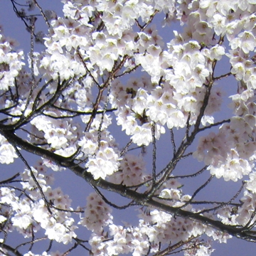 下から照らしあげる…桜の花。