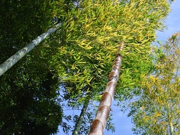 竹の色は秋の色