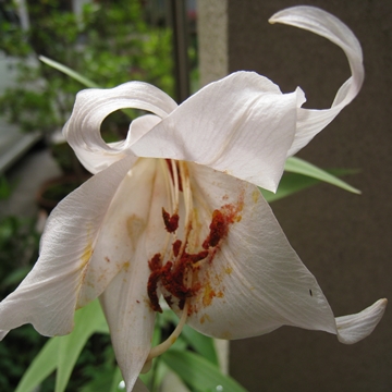 花粉が花粉がガンバっとる！