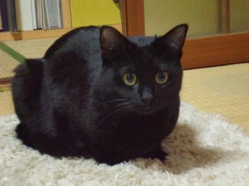 こんにちは(･∀･)