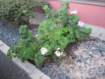 同期のゼラニウム　地植え君