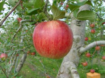 りんご　白鳥農園