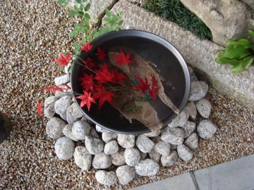 秋　モミジ　水鉢